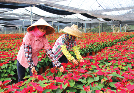 村民發(fā)揮自身優(yōu)勢種植花卉，種出'錢'程