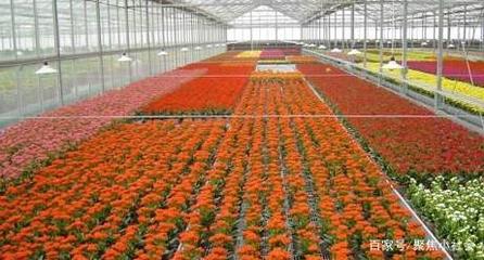 從農(nóng)田到花園 花卉種植業(yè)如何助力農(nóng)戶轉型為專業(yè)花匠